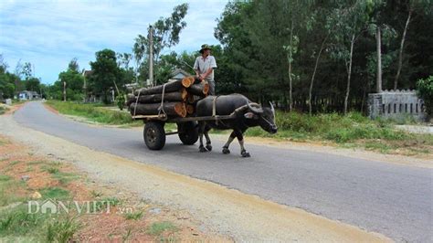 tong hop du lich bui nghe lai xe trau  lang ha uc