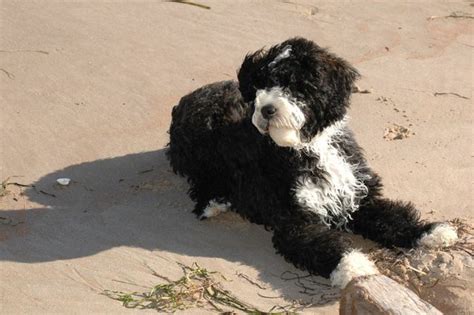 Portuguese Water Dog Info Life Span Temperament Puppies Pictures
