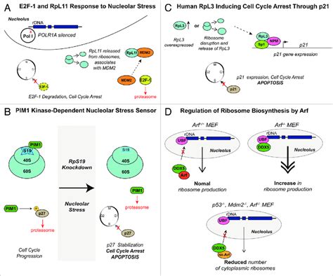 P Independent Responses To Nucleolar Stress A Donati Et Al