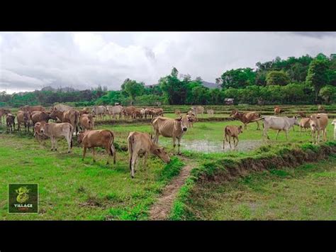 Sapi Lucu Sapi Kampung Yang Jinak Berkeliaran Di Ladang Sawah Cara