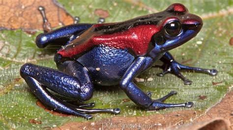 Vivid Strawberry Poison Dart Frog Oophaga Pumilio Displays Its Colors