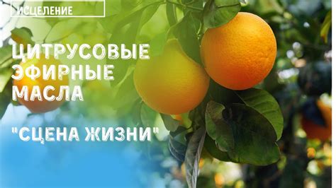 Про цитрусовые эфирные масла - YouTube