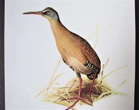 Virginia Rail Bird Art Print Book Plate/ 1960's Large - Etsy