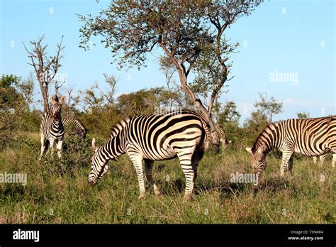 Wild Animals In Kruger Nationalpark Stock Photo Alamy