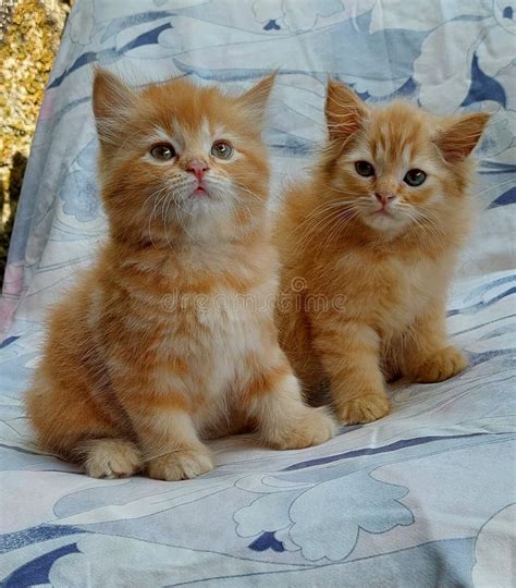 Ginger persian kittens stock image. Image of adorable - 254424733