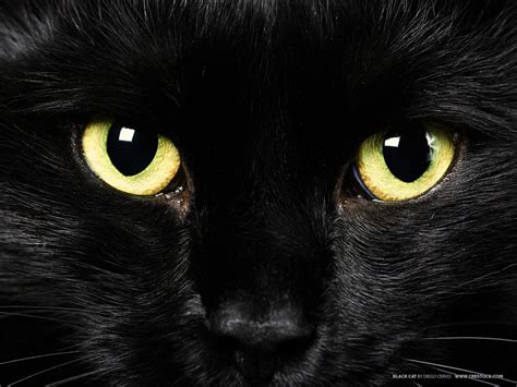 Cat Window Wallpapers Top Free Cat Window Backgrounds Wallpaperaccess