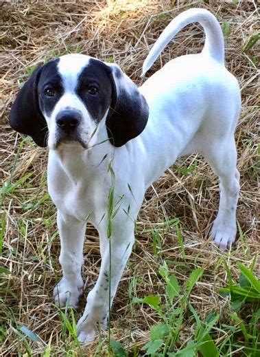 great  pointer pups  blackney kennels dogs  doubles