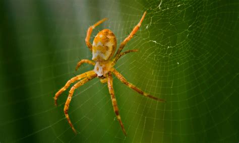 10,000+ Best Spider Photos100% Free DownloadPexels Stock Photos