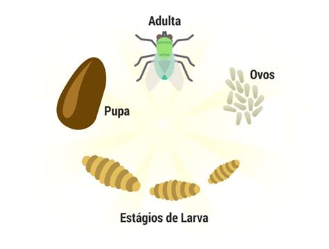 Tempo De Vida De Uma Mosca 24 Horas