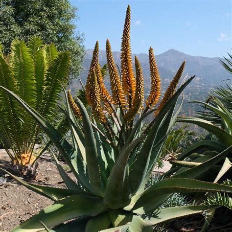 Aloes Specimen Gallery