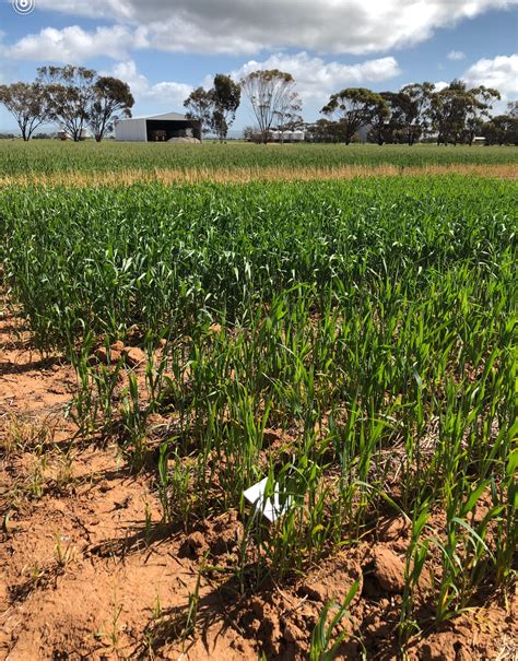 Efficiency of Fertiliser N products on calcareous and sandy soil types