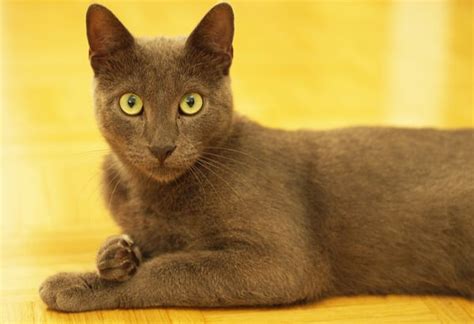 Korat Cat Breed Size Appearance Personality