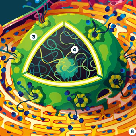 Human Cell Poster In A Nutshell Kurzgesagt
