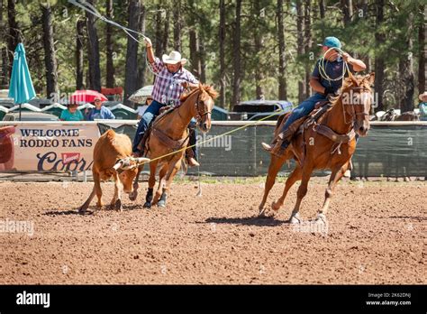 Two Male Cowboys Team Roping A Cow In A Cattle Roping Competition At