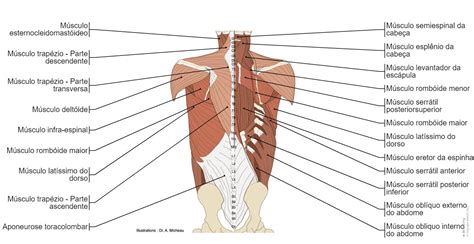 Corpo Humano Por Dentro De Costas - Musculos Das Costas Do Corpo Humano Nervos Comprimidos: Causas E