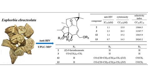 Potent Anti Hiv Ingenane Diterpenoids From Euphorbia Ebracteolata