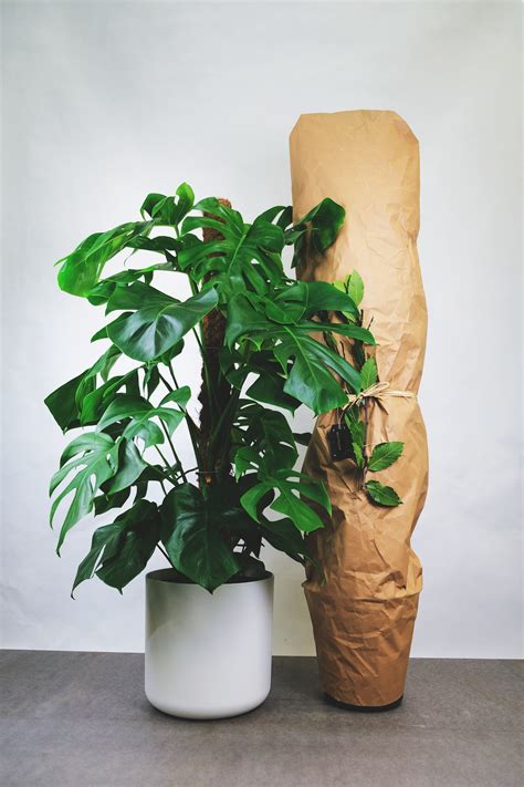 plant        happy green rooms