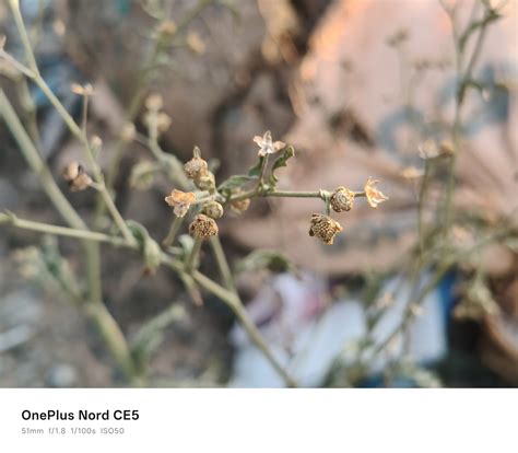 OnePlus Nord CE5 Review: A strong mid-range competitor
