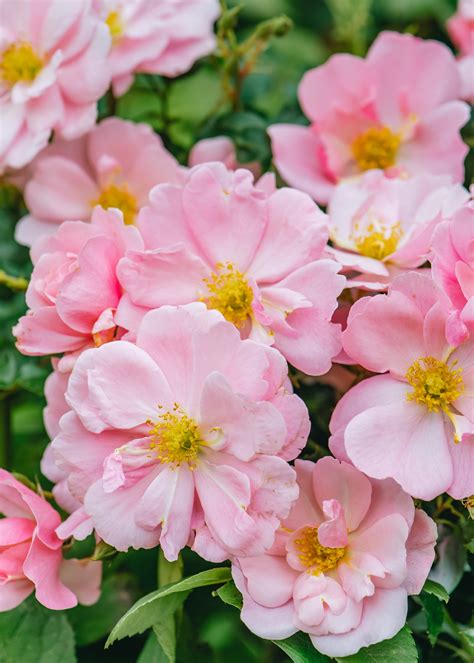 David Austin Queen Mother Rose | Burford Garden Co.