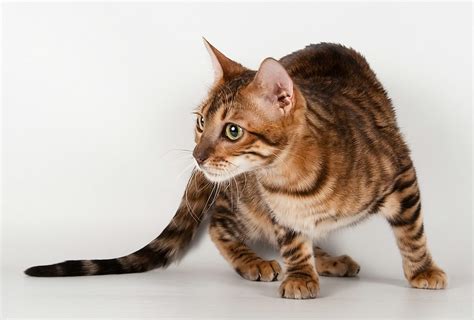 Тойгер - Фотографии и видео породы кошек тойгер (Toyger)