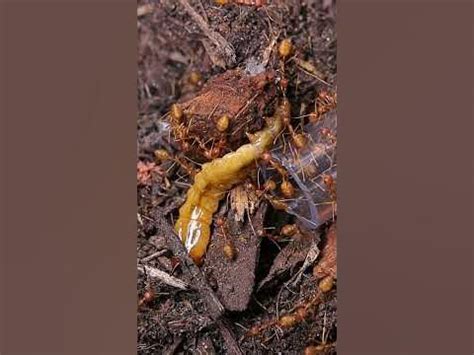 ЭКОФИЛЫ ПРОТИВ КОРОЕДА! Муравьи Портные Против Червя #муравьи # ...