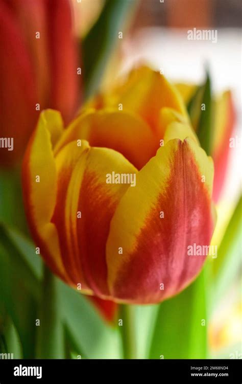 Red Yellow Tulip Stock Photo Alamy