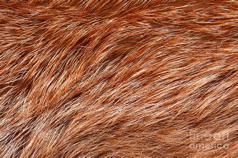 Fox Fur Patterns