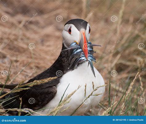 Puffin Feeding Stock Image Image Of Feeding Bird Islands 38162195
