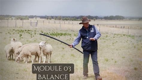 Online Training - MGH Working Dog Training