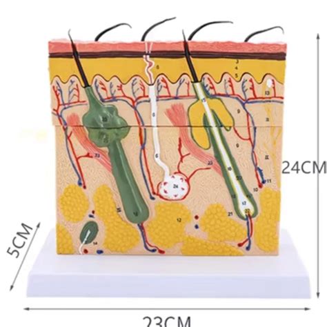 Estructura Jerarcal Anat Mico Piel Humana Bloque Modelo Dermatolog A M