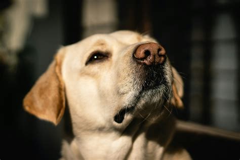 What to feed cats with pancreatitis – VNG