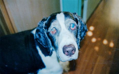 A Dog Named Bob