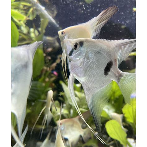 Skalar Blue Pearl Pterophyllum Scalare Var 10 99