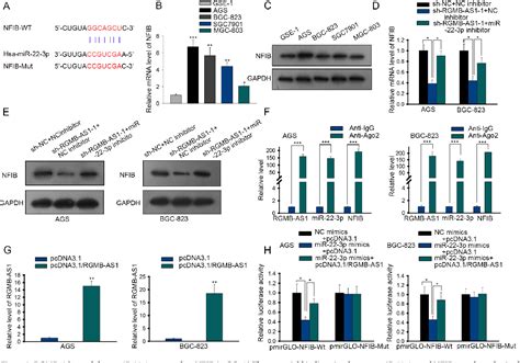 RGMB AS1 MiR 22 3p NFIB Axis Contributes To The Progression Of Gastric