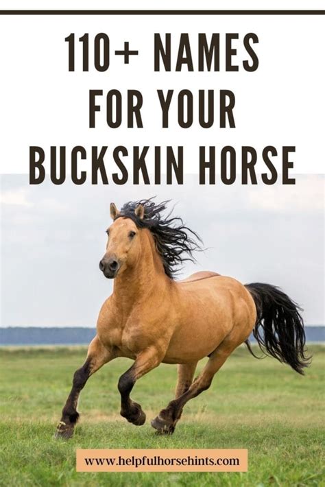 140+ Names for Your Buckskin Horse - Helpful Horse Hints