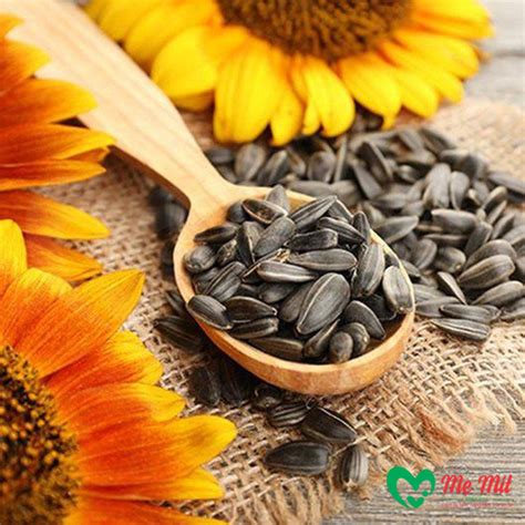 hat huong duong ngu   mit