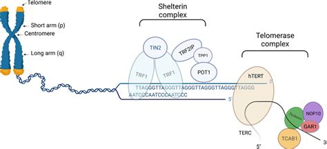 Schematic Presentation Of Telomere Left Part Shelterin Complex