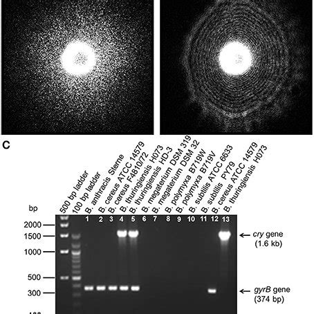 time resolve els patterns    bacillus species