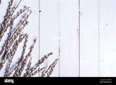Branches Of The Pussy Willow On White Background Stock Photo Alamy