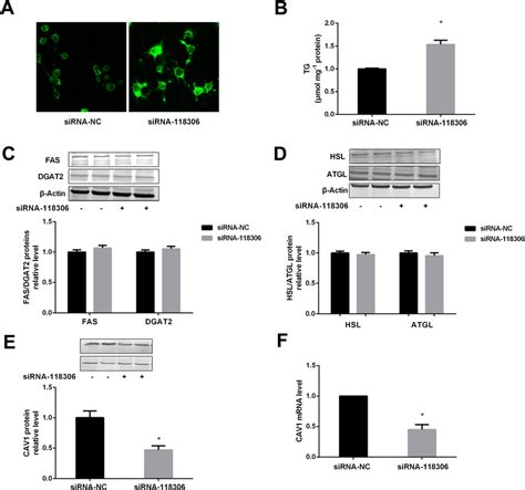 The Tg Level And Protein Expressions Involved In Lipid Metabolism In