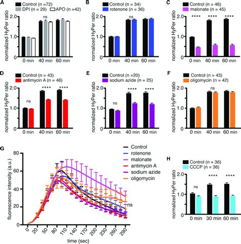 Mitochondrial Inhibitors Malonate Antimycin A And Sodium Azide Impair