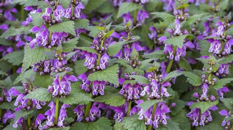 Málo známa, no dokonalá náhrada trávnika: Nepotrebuje kosačku, znesie ...