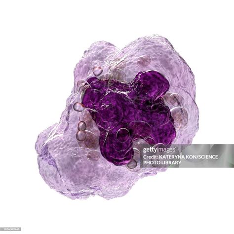 Macrophage Illustration High Res Vector Graphic Getty Images