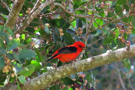 Definitive Guide To Scarlet Tanager Facts, Habitat, Conservation Status ...