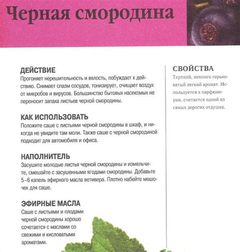 Чёрная смородина | Целебные травы, Траволечение, Фитотерапия