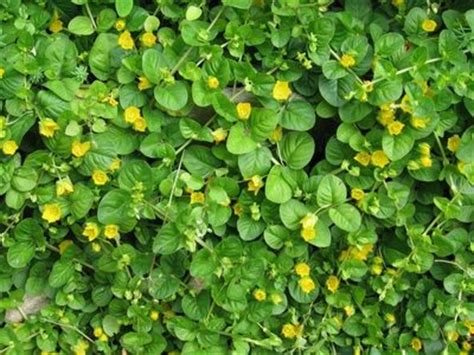 Вербейник монетчатый, или Луговой чай Lysimachia nummularia - фото ...