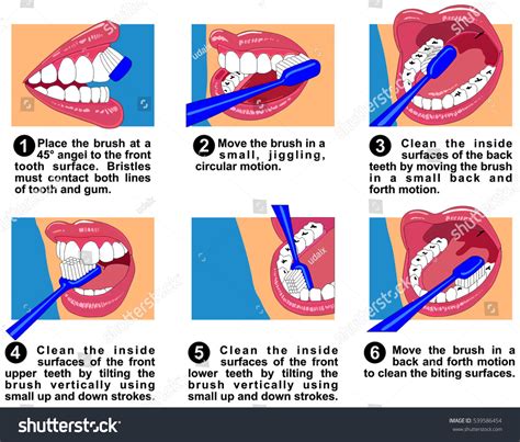 Vector How Clean Teeth Surfaces Human Stock Vector (Royalty Free ...