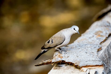 All The 344 Different Types Of Doves Pictures Chart And