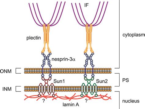 Figure From Requirements For The Localization Of Nesprin At The