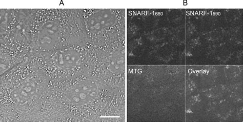 Confluent Monolayer Of Unlabeled Mdck Cells Passage A